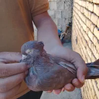 کبوتر طوقی و آبادانی