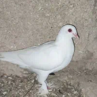 کفتر|پرنده|مهر, |دیوار