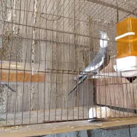 عروس هلدی نر مست