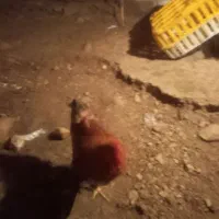 خروس محلی ارگانیک