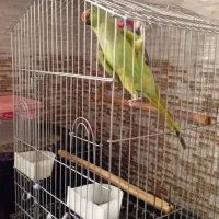 فروش یک عدد طوطی