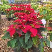 فروش انواع گل های زینتی و اپارتمانی