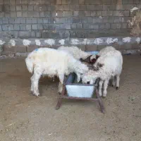 ۴ بره نر شیرمس مناسب پروار کاور شیرمس
