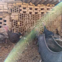 بوقلمون فروشی|حیوانات مزرعه|اردکان, |دیوار