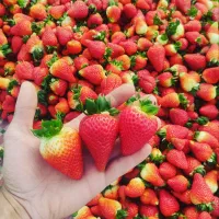 هورمون گلدهی شدید توت فرنگی