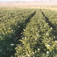 فروش سیب زمینی بذری اگریا سیب هودانلو