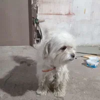 سگ پاکوتاه شیتزو ماده