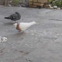 دوتا کبوتر طوقی گم‌کردم