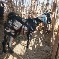 دوتاگوسفند در دلگان|حیوانات مزرعه|ایرانشهر, |دیوار