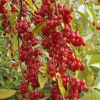 نمایندگی رویال نهال میاندواب در غرب استان اصفهان|گل و گیاه طبیعی|خوانسار, |دیوار