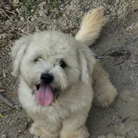 مالتیز کراس(شیتزو تریر) سفید|سگ|لاهیجان, بازکیاگوراب|دیوار