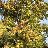 با سلام خدمت دوستان عزیز نهال زرشک عناب پیاز زعفرا