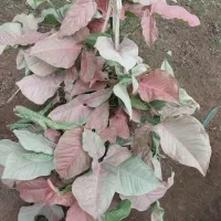 فیتونیا|گل و گیاه طبیعی|نشتارود, |دیوار