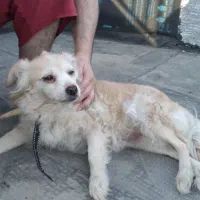 پامر اشپیز تریر