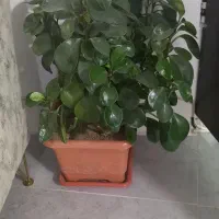 گل های طبیعی و سالم و گلدان خالی|گل و گیاه طبیعی|سنندج, |دیوار