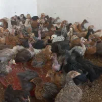 جوجه نیمچه مرغ خروس