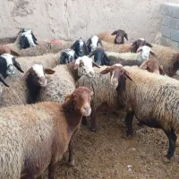 میش ابستن جوان