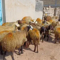 ۲۸ راس میش و گوسفند جوان با بره درشت پاییزه|حیوانات مزرعه|سنندج, |دیوار