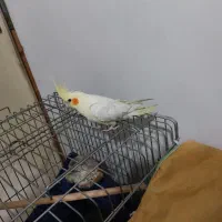 عروس هلندی|پرنده|محمدیه-قزوین, |دیوار