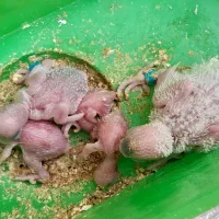 کفتر مرغ مولد با جوجه