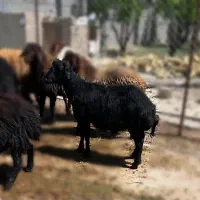 گوسفند|حیوانات مزرعه|هشتگرد, تهران دشت|دیوار