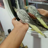 عروس هلندی|پرنده|مشهد, نوید|دیوار