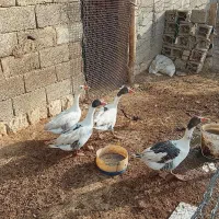 غازجوان