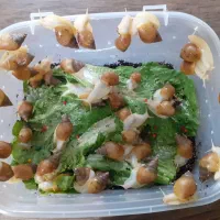 حلزون آچاتینا|خزنده|قزوین, |دیوار