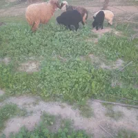 میش|حیوانات مزرعه|آبپخش, |دیوار