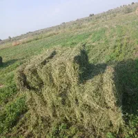 بیده خشک بدون علف