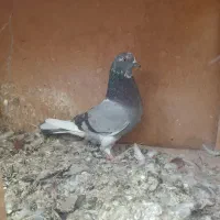 کفتر پرشی|پرنده|رباط‌کریم, رباط‌کریم|دیوار