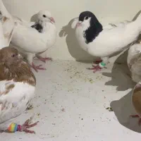 نقش .رنگه .کله .خال|پرنده|سربیشه, |دیوار