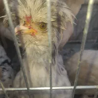 ۵ تا مرغ و خروس سلطان. فوق العاده زیبا|حیوانات مزرعه|اصفهان, طامه|دیوار