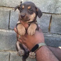 واگذاری سگ پاکوتاه|سگ|گنبد کاووس, |دیوار