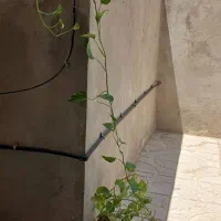 فروش گل|گل و گیاه طبیعی|ایلام, |دیوار