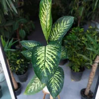 خزه|گل و گیاه طبیعی|تربت‌حیدریه, بی بی حسنیه|دیوار