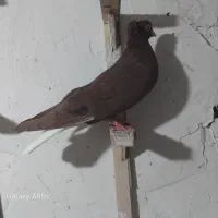 کفتر پرشی|پرنده|تربت جام, علوی|دیوار