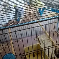 جفت مولد مرغ عشق رینبو رنگین کمانی فنچ طوطی راهب|پرنده|قدس, شهرقدس|دیوار