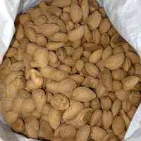 بادام درختی