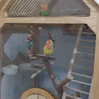 طوطی برزیلی|پرنده|نسیمشهر, |دیوار