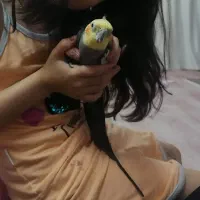 عروس هلندی نر گمشده