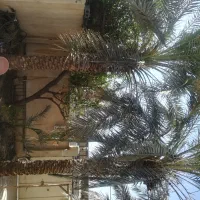 رهن منزل مسکونی کوچه پشت برج شکوه|اجارهٔ خانه و ویلا|برازجان, |دیوار