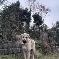 واگذاری ماده پژدر