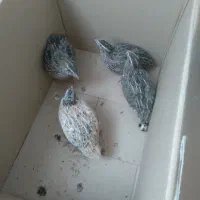 ۴ عدد بلدر چین سالم سالم
