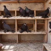 کبوتراهر قره سی آغ گوز آغ دیمدیح ۱۰ عدد