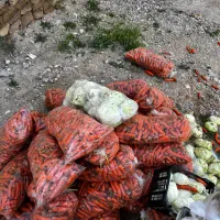 هویج برا حیوان