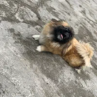 پیکینیز|سگ|بندر انزلی, آذربایجان|دیوار