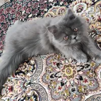 گربه پرشین۳ماهه نر