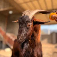 بزغاله آلپاین برای نسل کِشی|حیوانات مزرعه|شیرگاه, |دیوار