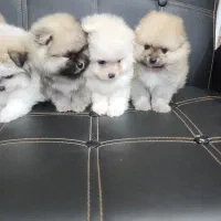 پامر خرسی|سگ|اصفهان, کوی نرگس|دیوار